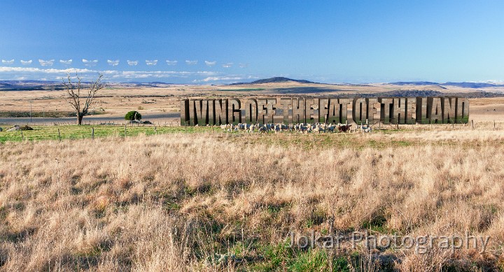 Living off the fat of the land.jpg - Living off the fat of the land.  A cloud of moths, a mob of sheep, and a string of letters.Fat bogongs, fat lambs. A land of plenty.